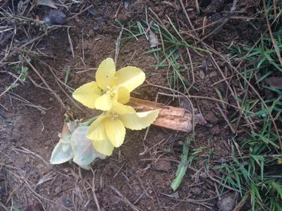 Dirt Sand Tray Therapy Activity 2