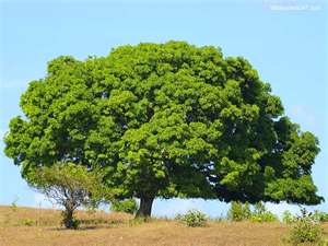 Tree as a symbol of prosperity and the natural gifts of the earth