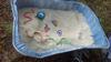 Sandtray Therapy Lesson Plan - Cognitive Behavioral Therapy